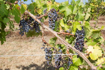 De'Vine Escape - Tourism Brisbane 13