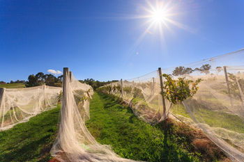 De'Vine Escape - Tourism Brisbane 14