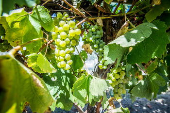 De'Vine Escape - Tourism Brisbane 20
