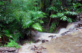Treetops Accommodation Montville - Brisbane 4u 11