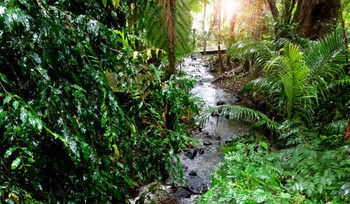 Treetops Accommodation Montville - Brisbane 4u 48