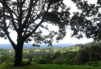 Treetops Accommodation Montville - Brisbane 4u 49