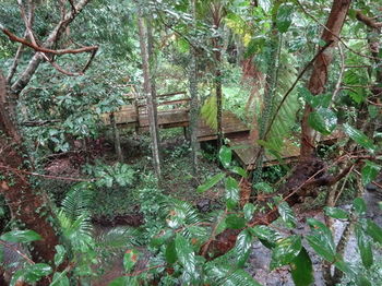Treetops Accommodation Montville - Brisbane 4u 80