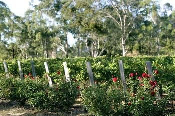 The Grange On Hermitage - Tourism Brisbane 5