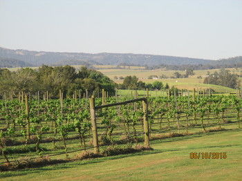 Tranquil Vale Vineyard & Cottages - Tourism Brisbane 5
