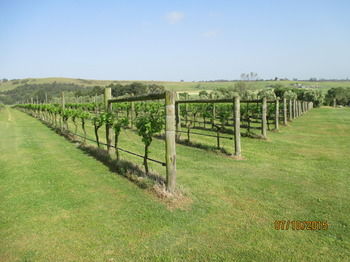 Tranquil Vale Vineyard & Cottages - Tourism Brisbane 8