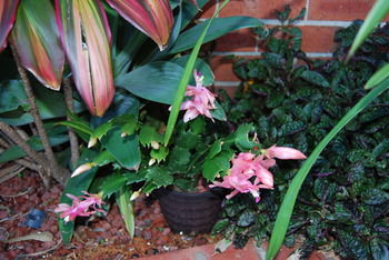 Cutmore Cottages - Bagala Bungalow - Brisbane 4u 35