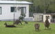 Halls Gap Caravan Park - thumb 0