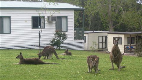 Halls Gap Caravan Park - Brisbane 4u 0