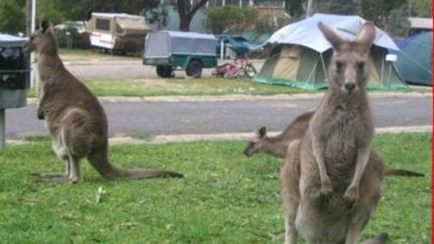Halls Gap Caravan Park - Brisbane 4u 4