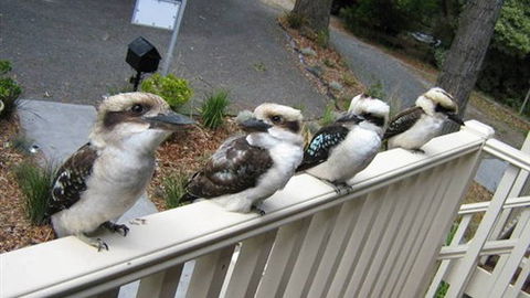 Around About Lorne Studios Or B&B - Brisbane 4u 2