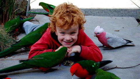 Around About Lorne Studios Or B&B - Brisbane 4u 3