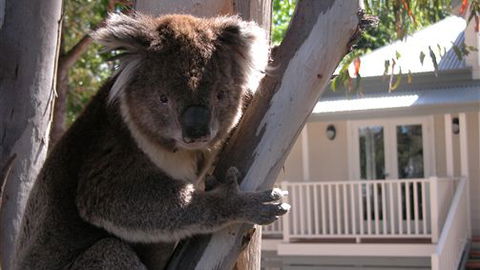 Around About Lorne Studios Or B&B - Brisbane 4u 1