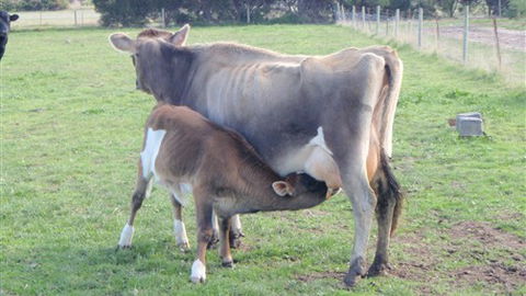 Animal Land - Tourism Brisbane 0