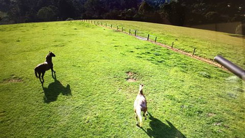 Farm Accommodation - Tourism Brisbane 4