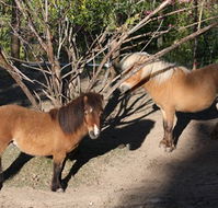 Cloud End Farmstay - Brisbane Tourism