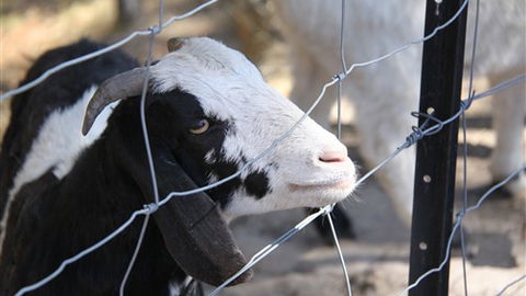 Cloud End Farmstay - Brisbane Tourism 3