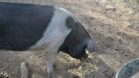 Cloud End Farmstay - Brisbane Tourism 4