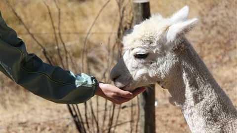 Cloud End Farmstay - Brisbane Tourism 6