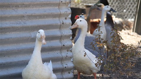 Cloud End Farmstay - Brisbane Tourism 8