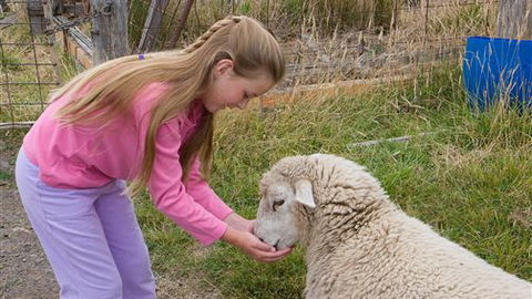 Bellevue Farmstay - Tourism Brisbane 3