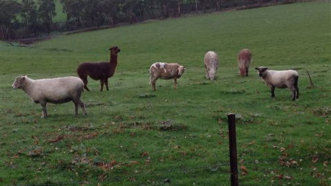 Bellevue Farmstay - Tourism Brisbane 6