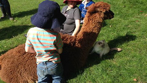 Bellevue Farmstay - Tourism Brisbane 5
