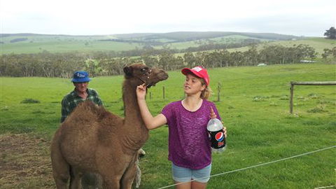 Bellevue Farmstay - Tourism Brisbane 8
