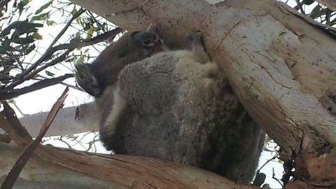 Bellevue Farmstay - Tourism Brisbane 7