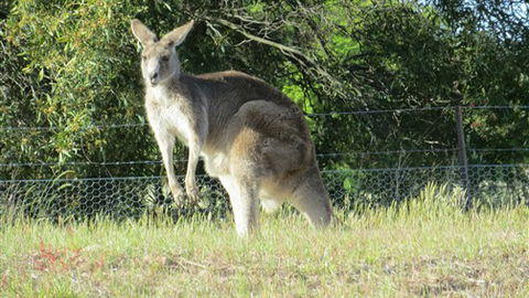 Adelberg - Brisbane 4u 7