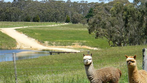 Cygnet Park Country Retreat - Tourism Brisbane 3