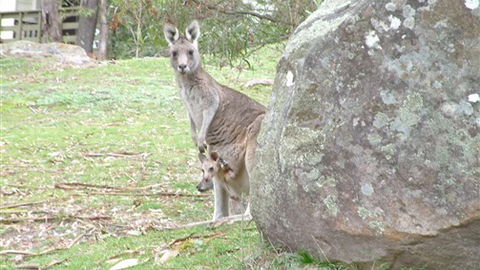 Halls Gap Hideaway - Brisbane 4u 3