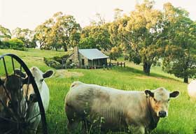 Adelaide Hills Country Cottages - Gum Tree Cottage - Brisbane 4u 1