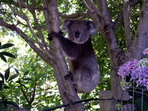 Adelaide Hills Bed & Breakfast Accommodation - Brisbane 4u 4