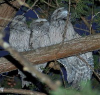 BIG4 Kelso Sands Holiday  Native Wildlife Park - Tourism Brisbane