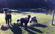Lalee Farm - thumb 2