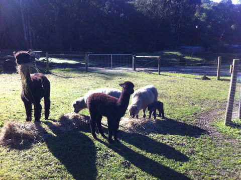 Lalee Farm - Tourism Brisbane 2