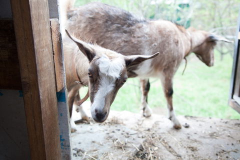 Lalee Farm - Tourism Brisbane 3