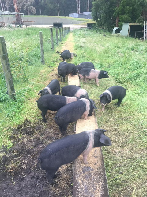 Lalee Farm - Tourism Brisbane 4