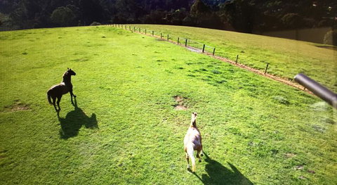 Farm Accommodation - Tourism Brisbane 8
