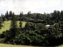 Poinciana Cottages - Brisbane Tourism 4