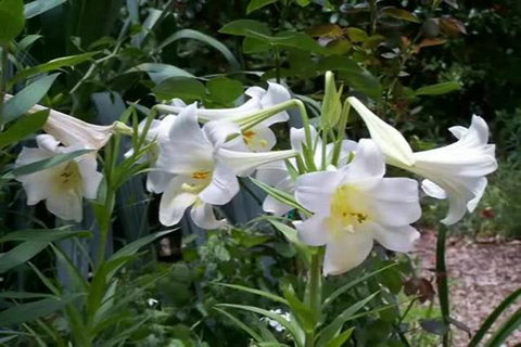 Rainforest Retreat Murray Bridge - Tourism Brisbane 3