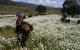 Reynella Kosciusko Rides Homestead - thumb 8