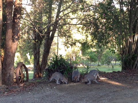 Maleny Country Cottages - Tourism Brisbane 5