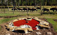 Aranyani Bison Adventure Tourist Park - Brisbane 4u 5