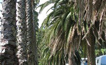 Barlings Beach Holiday Park - Tourism Brisbane 2