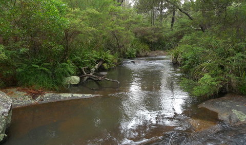 Chaelundi Campground - Tourism Brisbane 1