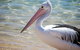 The Peninsular Merimbula - thumb 1