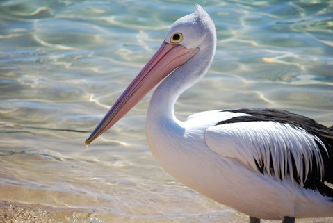 The Peninsular Merimbula - Tourism Brisbane 1