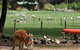 Diamond Forest Cottages And Farm Stay - thumb 0
